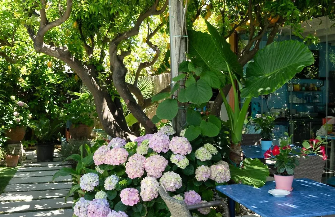 Capri Dreaming-1